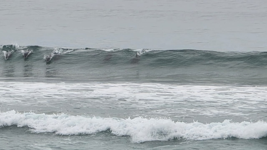 2 Bedroom Property for Sale in Seavale Eastern Cape